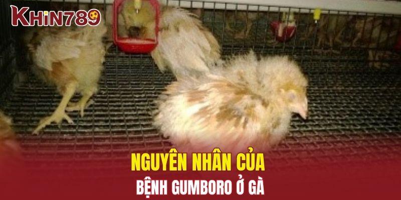 Bệnh Gumboro - Nguyên Nhân, Triệu Chứng Và Cách Phòng Trị 1 Nguyên nhân của bệnh Gumboro ở gà