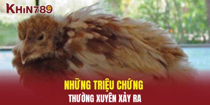 Bệnh Gumboro - Nguyên Nhân, Triệu Chứng Và Cách Phòng Trị 2 Những triệu chứng thường xuyên xảy ra