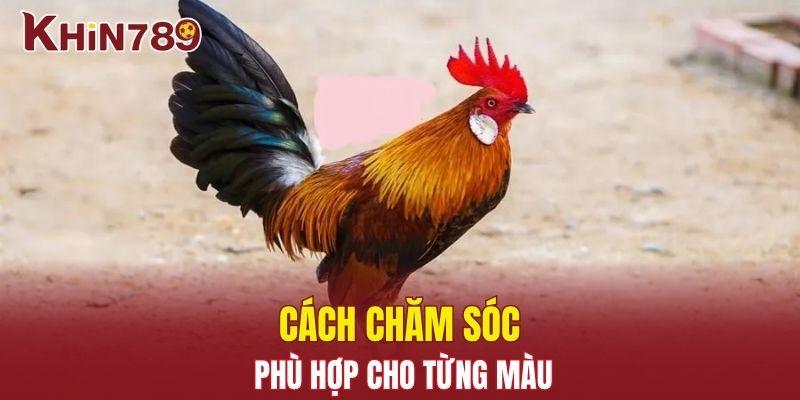 Màu Mạng Chiến Kê - Cách Xem Gà Cực Hay Mà Bạn Cần Biết 3 Cách chăm sóc phù hợp cho từng màu mạng chiến kê