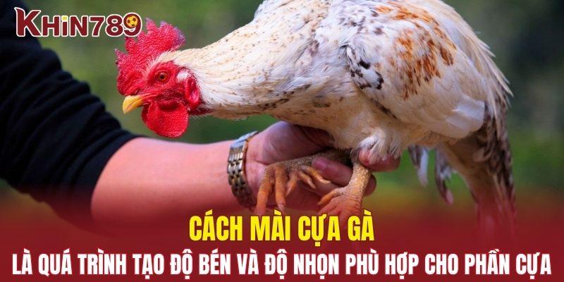 Cách Mài Cựa Gà - Bí Quyết Tạo Lợi Thế Trong Từng Trận Đấu 1 Cách mài cựa gà là quá trình tạo độ bén và độ nhọn