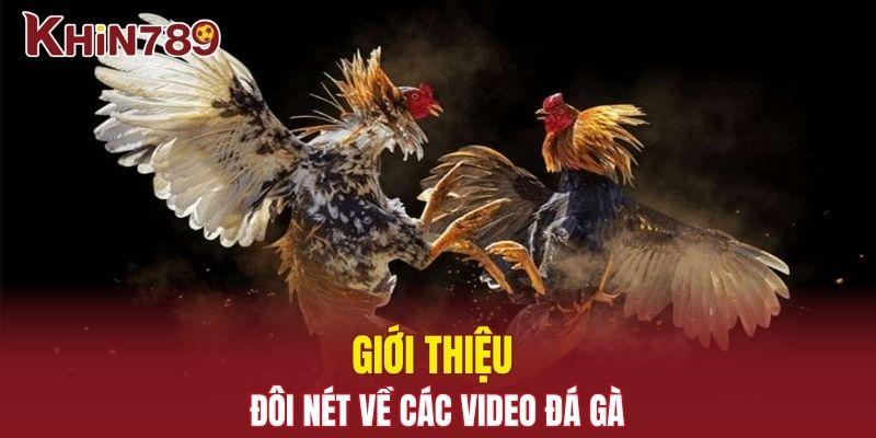 Video Đá Gà - Giải Trí Máu Lửa, Sôi Động Cùng Chiến Kê 1 Giới thiệu đôi nét về các video đá gà