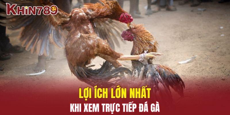 Trực Tiếp Đá Gà - Sàn Đấu Rực Lửa Dành Cho Người Đam Mê 1 Lợi ích lớn nhất khi xem trực tiếp đá gà