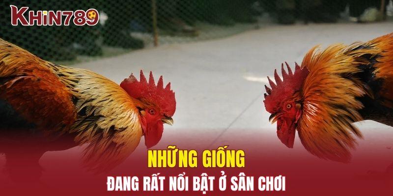 Đá Gà Campuchia - Cuộc Đọ Sức Hấp Dẫn Không Thể Bỏ Lỡ 2 Những giống đang rất nổi bật ở sân chơi